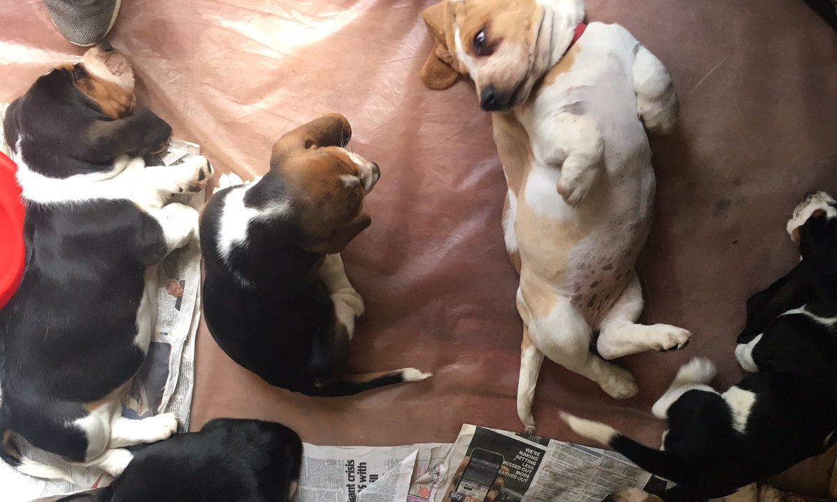 daisyalicebaset's tweet photo. We have been out since #alice passed away. Start looking for a new baby. #bassethound #puppy #moveon #lostbaby #missingalice https://t.co/cJwYNH3GcN