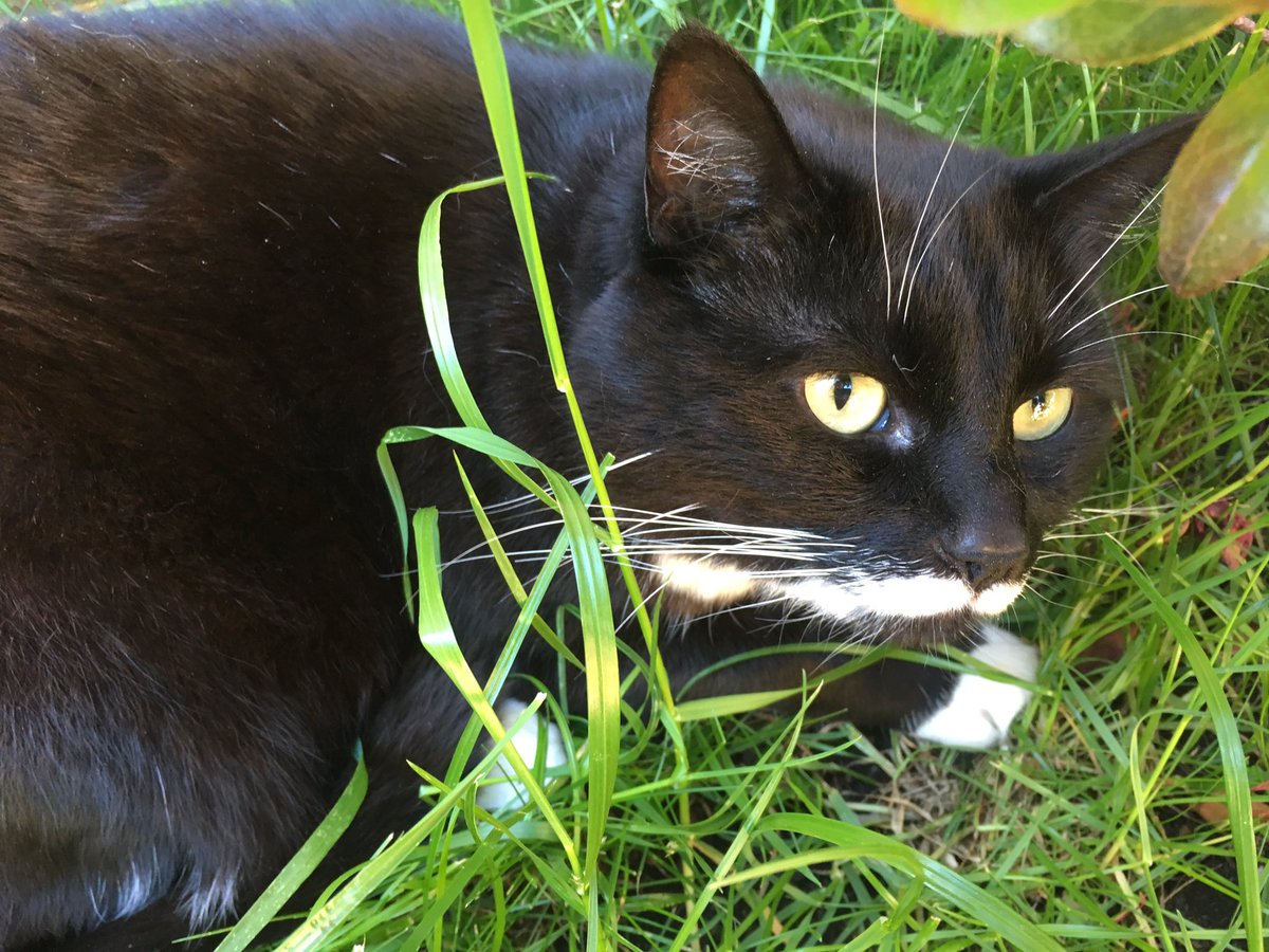Parker_The_Cat's tweet photo. Attempting to hide in the long grass #needsmowing #dothegardendad https://t.co/mZ4KINKErb