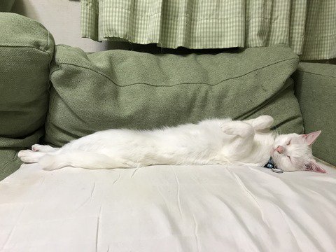 ねこかますのtwitterイラスト検索結果 古い順