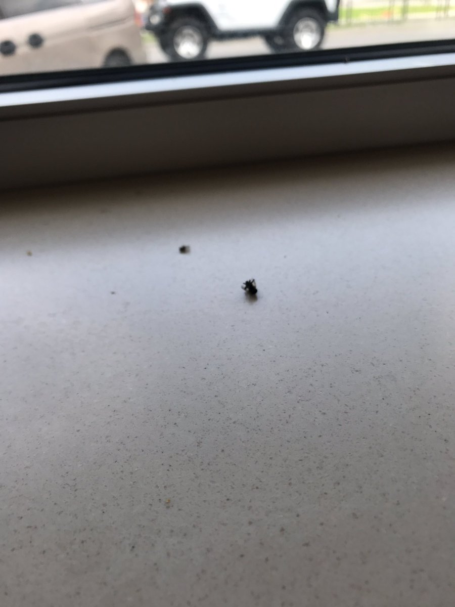 EricaAdkins_'s tweet photo. @McDonalds the McDonald's in Jellico, TN is disgusting. Nasty floor, dirty tables and a dead fly. I couldn't eat my food. #fyi https://t.co/XNngyhPfWO