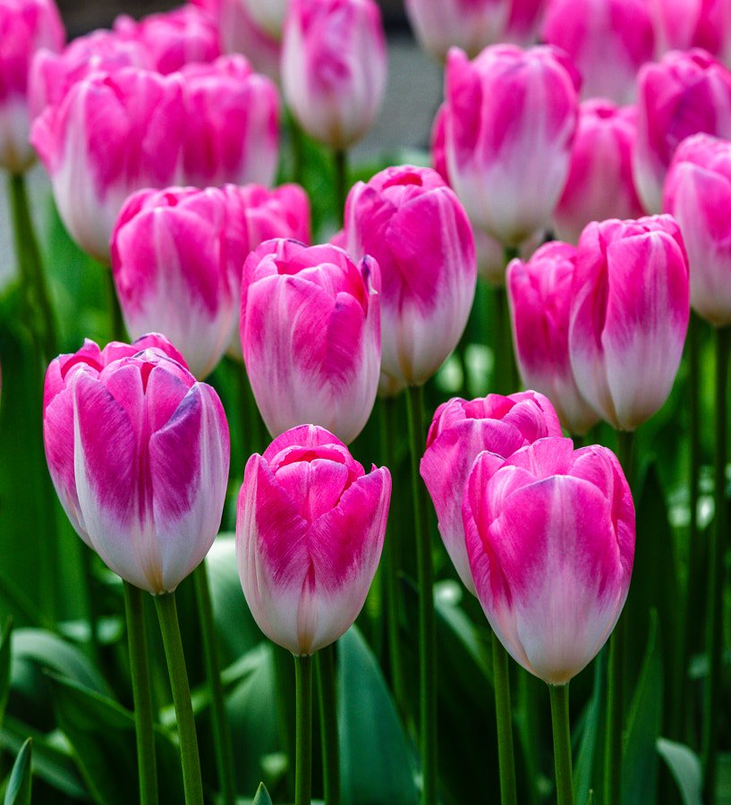 transhumaanists's tweet photo. pink tulips by Herbert Bräutigam #macro #макро #beautiful https://t.co/M8E0gog5Bb