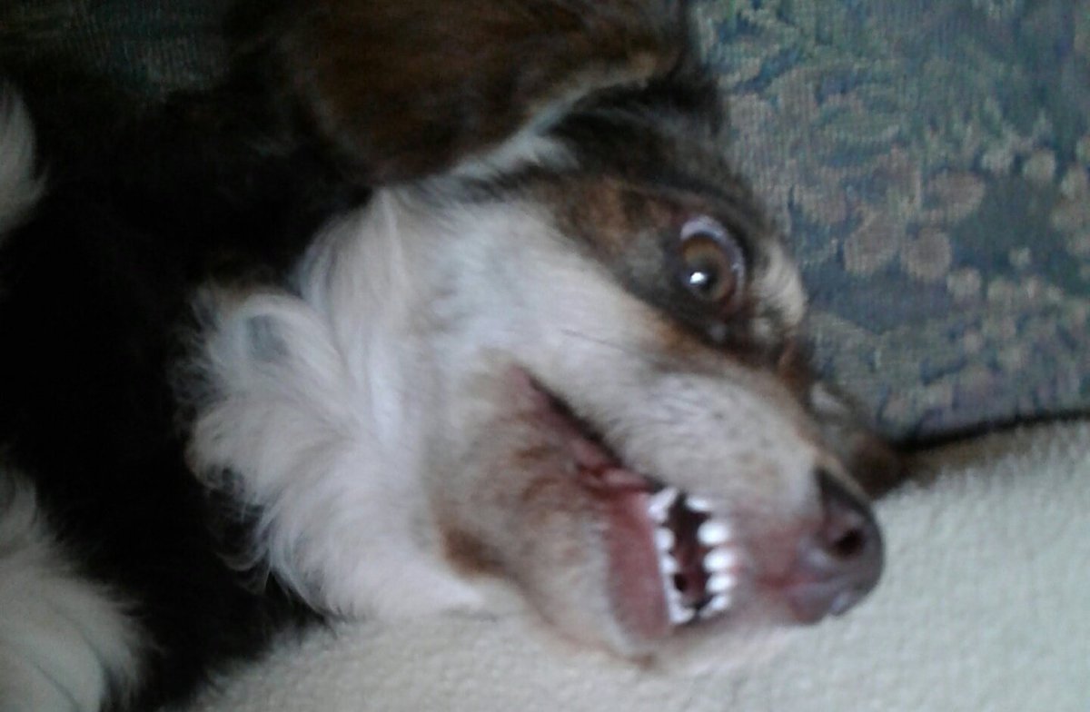 asoulev's tweet image. Canica ---&amp;gt; La Perro Vampiro 
#Transformación23