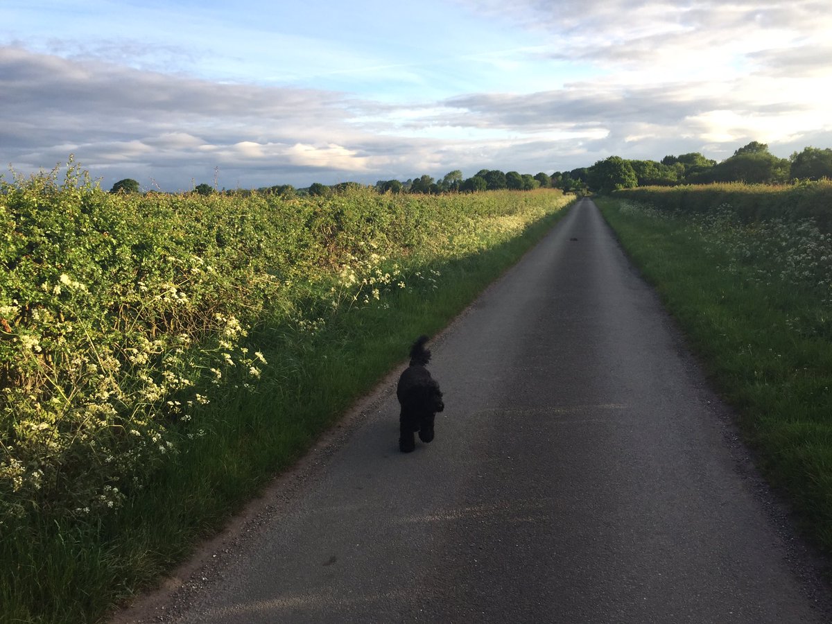 What a day for an early morning dog walk in the Staffordshire countryside.