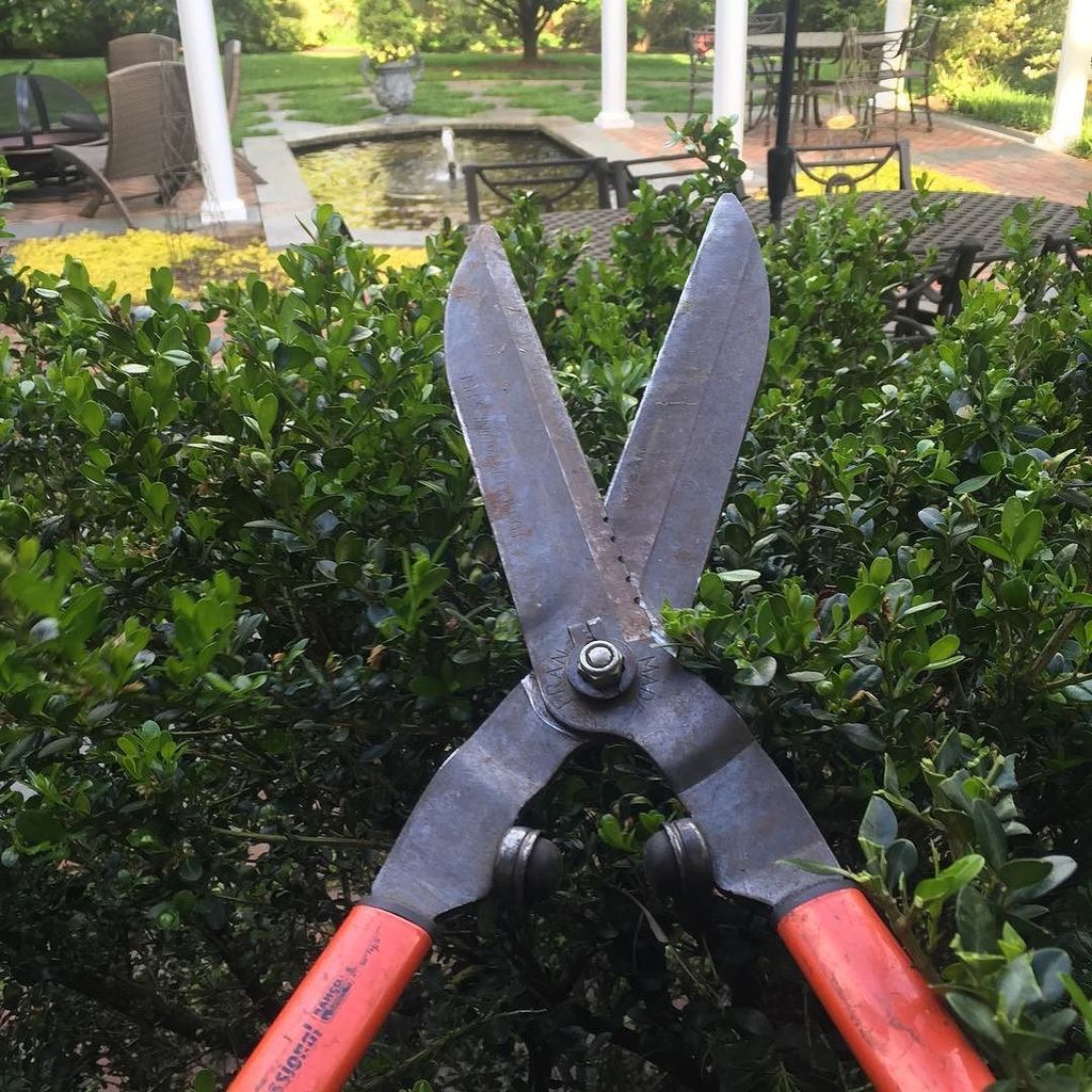 appletreellc's tweet image. #handpruning some 'Suffruticosa' Buxus using #bahco #prunershear #haddonfield #southjersey #southjerseylandscapers… ift.tt/2qr3NID