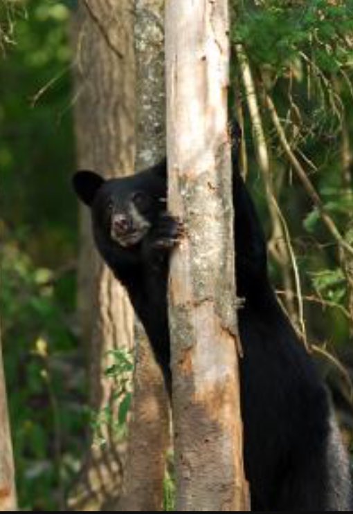 middletownbear's tweet photo. #hiding https://t.co/02aX8FNbNI