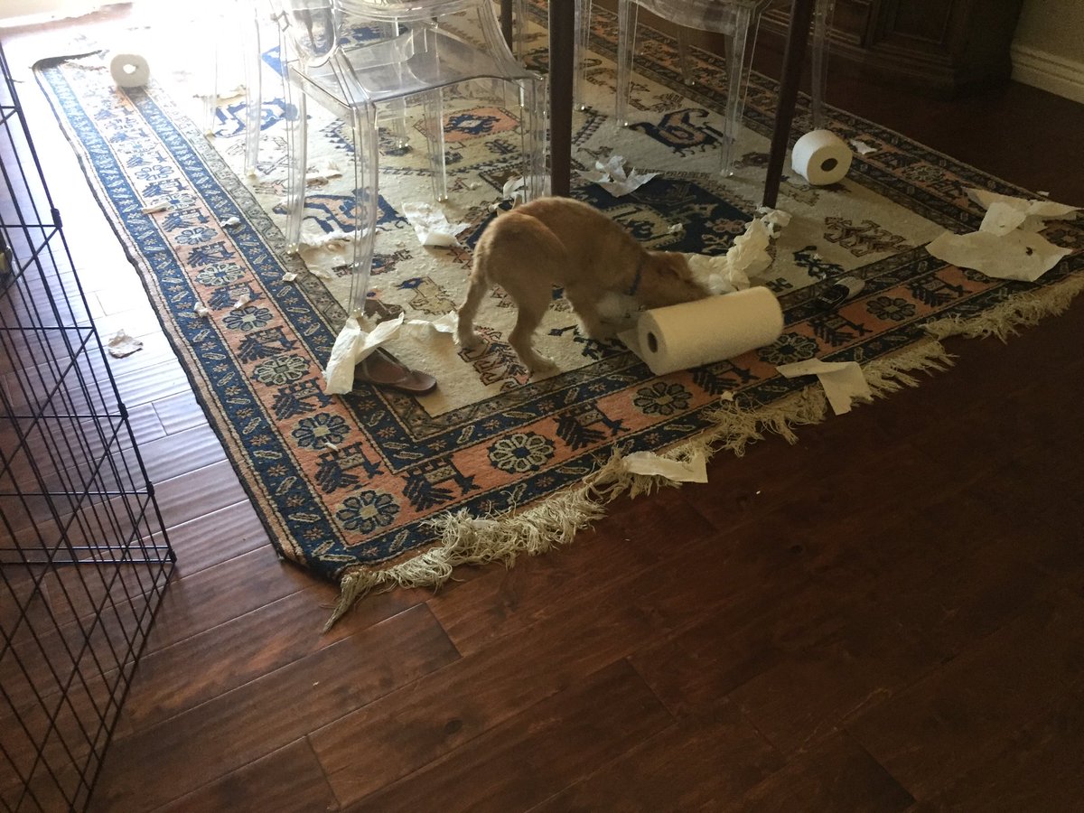 apereiranews's tweet photo. To come home to this! #papertiger #thewondersofdogownership #terrierterror #lakelandterrier #puppy #paperpig https://t.co/YEs2UGGoot