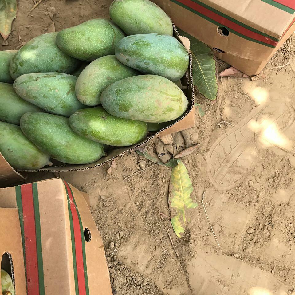 #مسابقه_الوليد_شفاه_الله_1
تذوق مانجو جازان خلال رمضان من مزارع يحي هادي للطلب والتوصيل لجميع أنحاء المملكة 
0533036691
0555768970