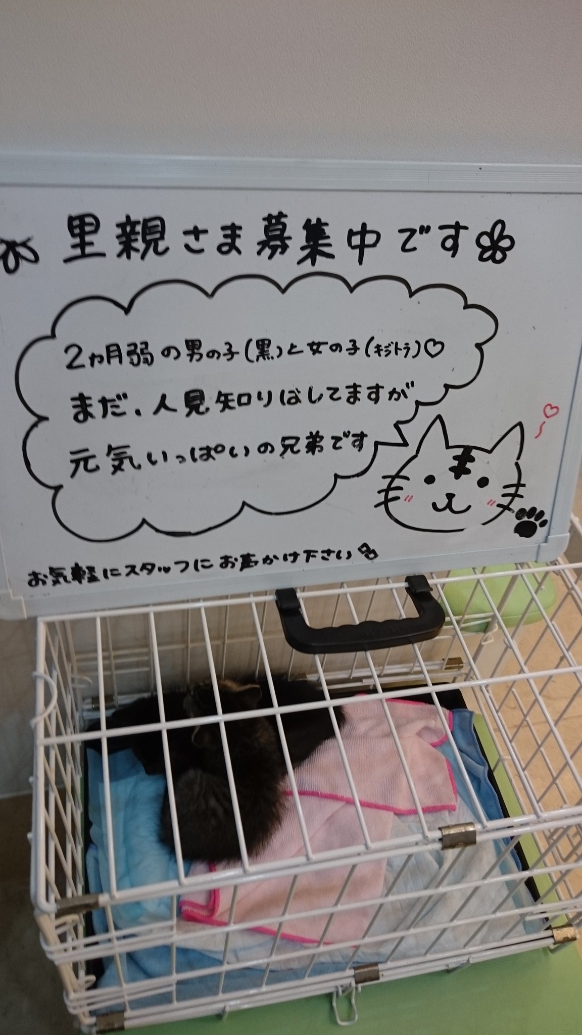 あぐり ﾆｸｩ W 里親募集中 拡散希望 生後２ヶ月くらいの子猫の里親さん募集してます まだ人見知りしてるみたいですが元気いっぱいな兄弟との事です 黒い方のお兄ちゃん キジトラの妹ちゃんです はとり動物病院 Tel 052 431 0978 住所