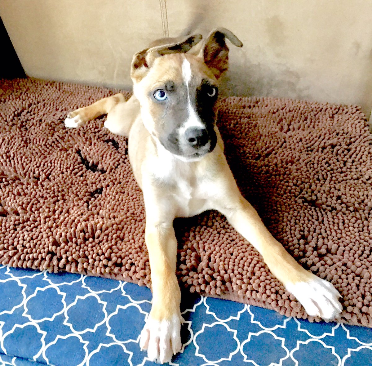 4HFosterNetwork's tweet photo. 🏘#ADOPTABLE❣#Digby #DerpyDigby #OrphanBoyNo46 #Honeyhounds #2BABR #AdoptDontShop #RescuePups4Rado #ShepskyMix https://t.co/QCsLVmi2FD