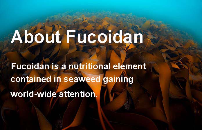 Fucoidan_Powder tweet picture