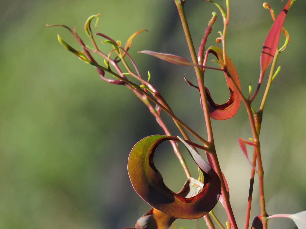 fawnaphlora's tweet photo. Texture and light in #kuringai #nature #botany #texture https://t.co/Pzv5BxrQrW