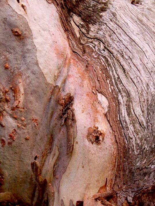 fawnaphlora's tweet photo. Texture and light in #kuringai #nature #botany #texture https://t.co/Pzv5BxrQrW
