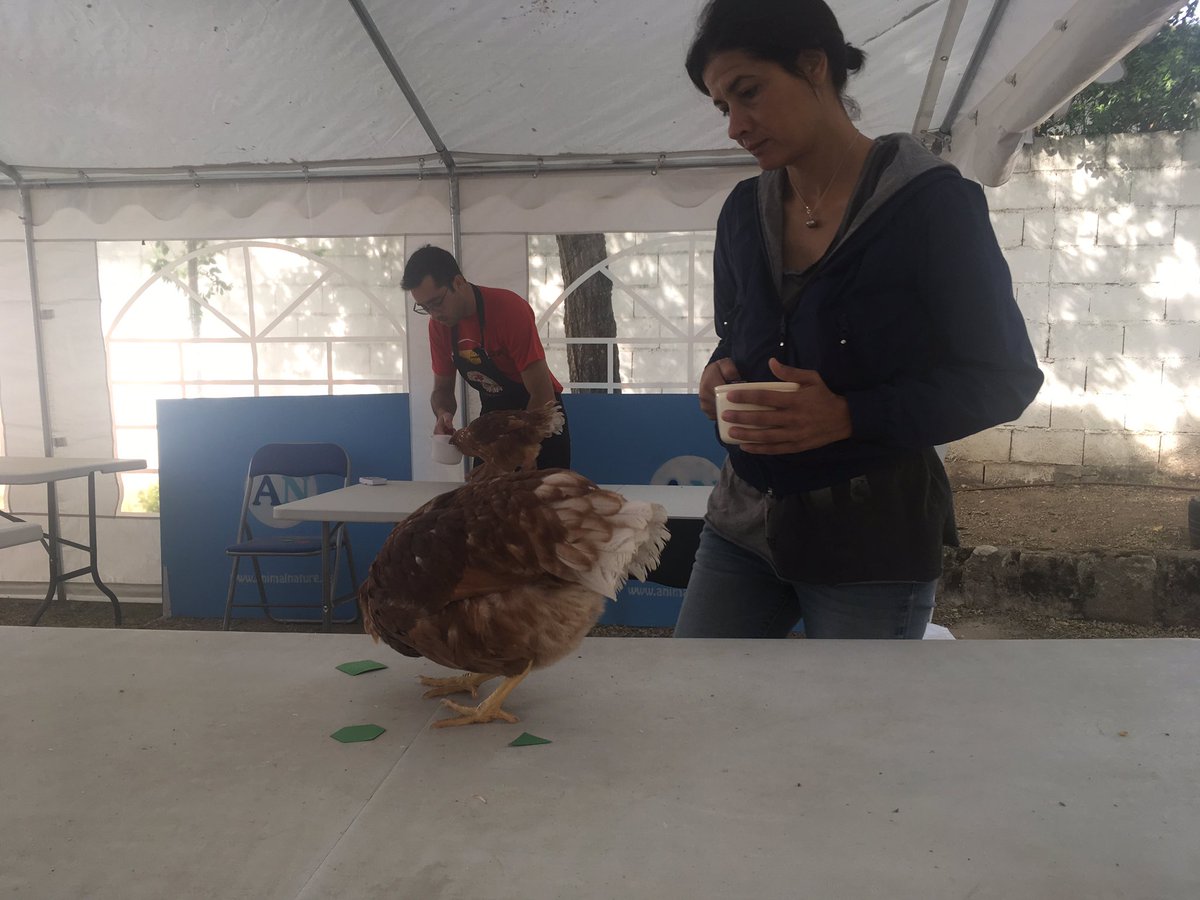 Subiendo el criterio!#profesionaltraining #Chickencamp #Talkan