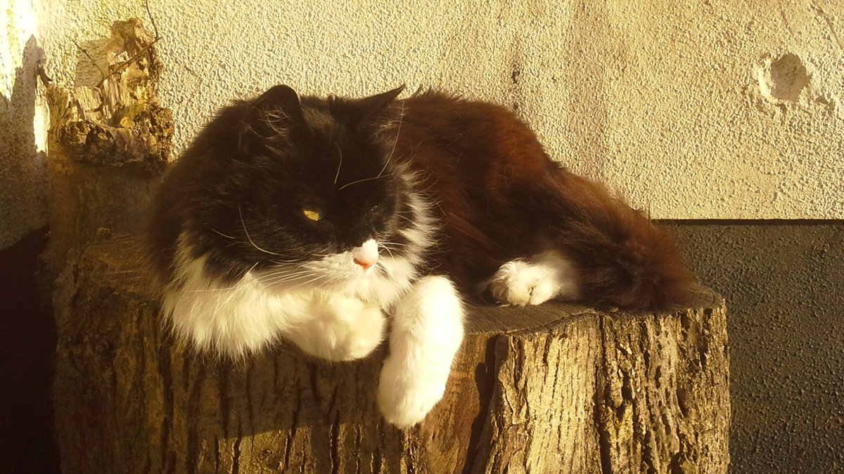 pnolan99's tweet photo. @DrDaraByrne @IrishCAPSS Try telling our cat Mo that who insists on waking us at 6am https://t.co/8J2fXryZyN