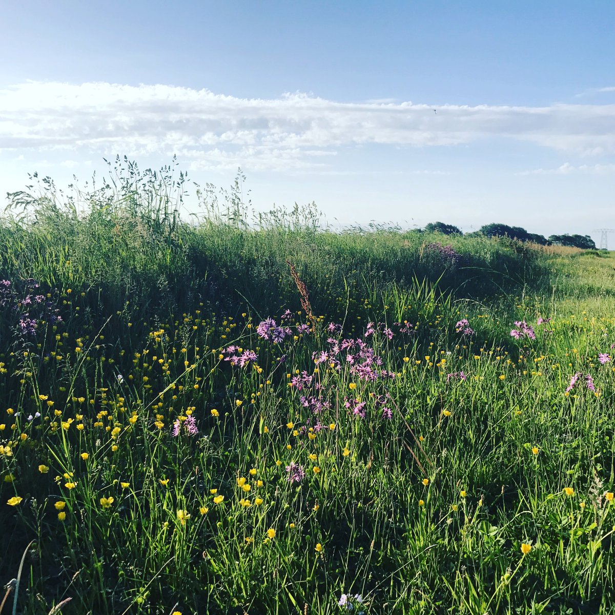 Jaring Brunia tweet media