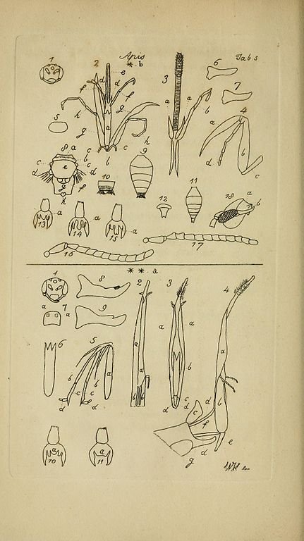 B_Strawbridge's tweet photo. 'K' is for.... Kirby (William) - 'father of entomology' who produced 1st scientific treatise on English #bees in 1802 #AlphabetBees Day 11 https://t.co/OMs1aisz1m