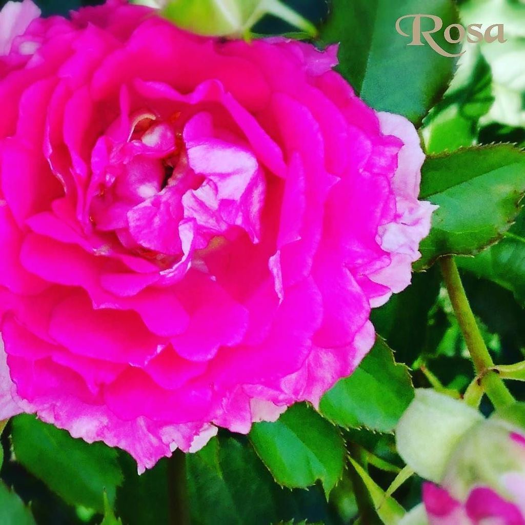 豊橋総合動植物公園 豊橋のんほいパーク Twitterren バラシリーズ第12弾 バラ シェエラザード 大輪四季咲きのバラです 耐病性もあり花数も多い品種です 豊橋みどりの協会 のんほいパーク バラ バラシリーズ のんほい植物園 植物園 花 T Co