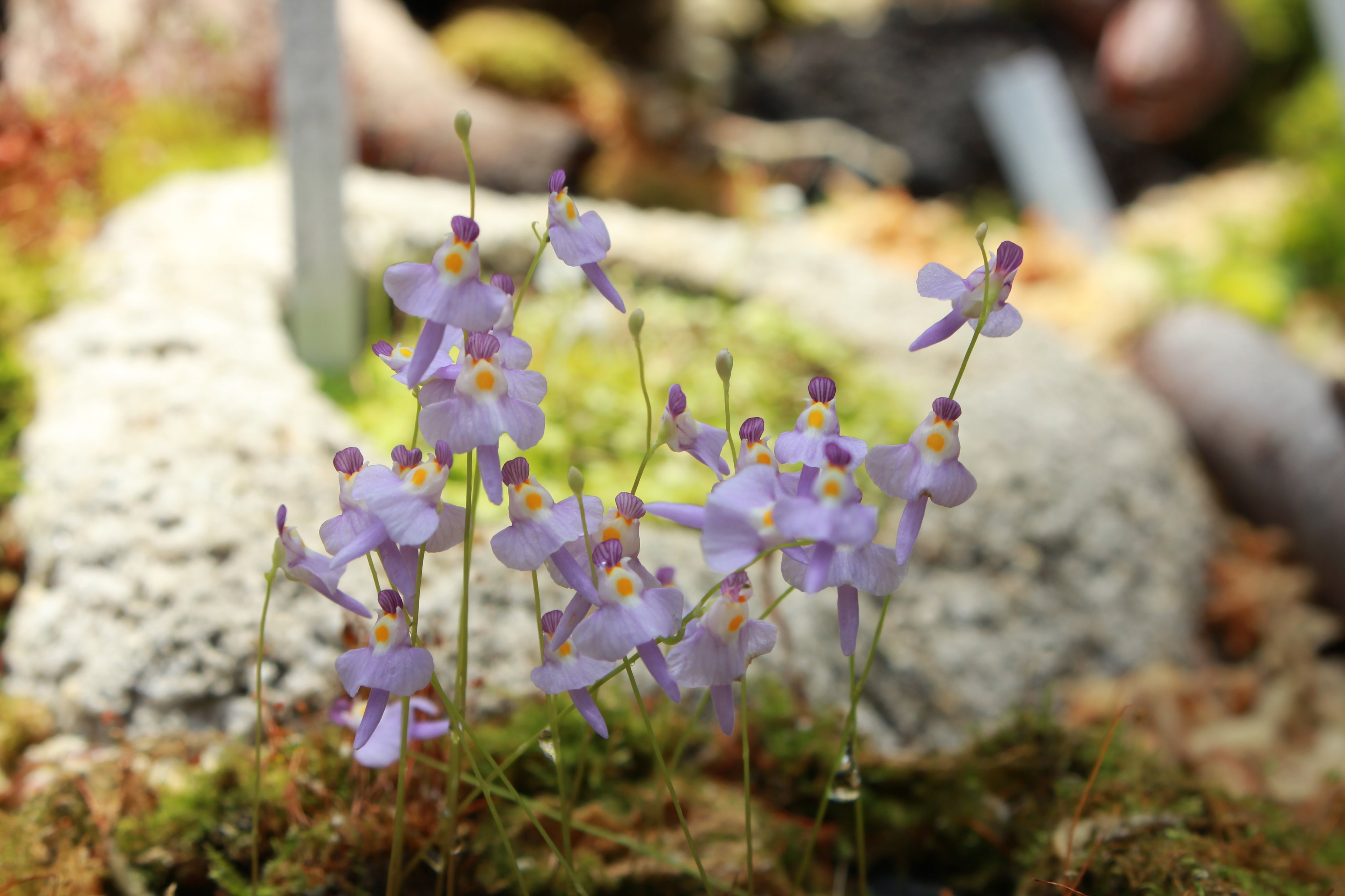 咲くやこの花館 流氷の天使クリオネが 高山植物室にて展示中のこちらは クリオネミミカキグサ 名前のとおりクリオネ そっくりです 実はうさぎのような姿で人気の ウサギゴケ と同じく食虫植物の仲間なんですよ 可愛らしい姿にご用心 咲くや