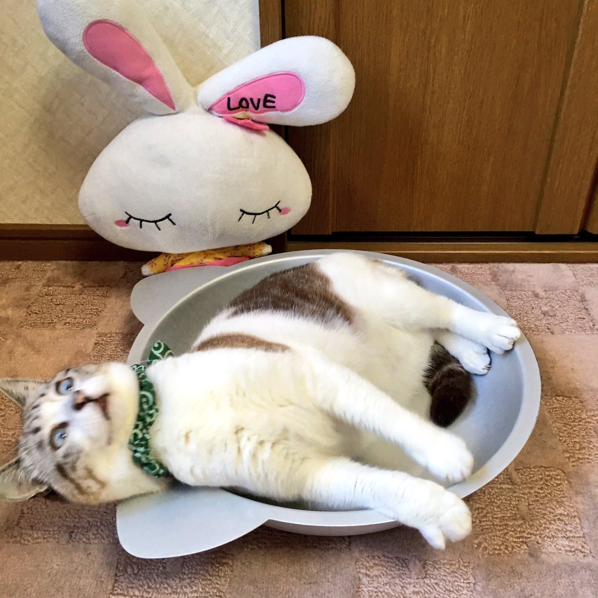 tsumuginyan's tweet photo. お鍋にお入りください❣️ニャ❓
とこんっ❣️
いい感じニャ〜❣️
美味しそう❣️ヒエ〜〜💖 https://t.co/WOwGxJjR6D
