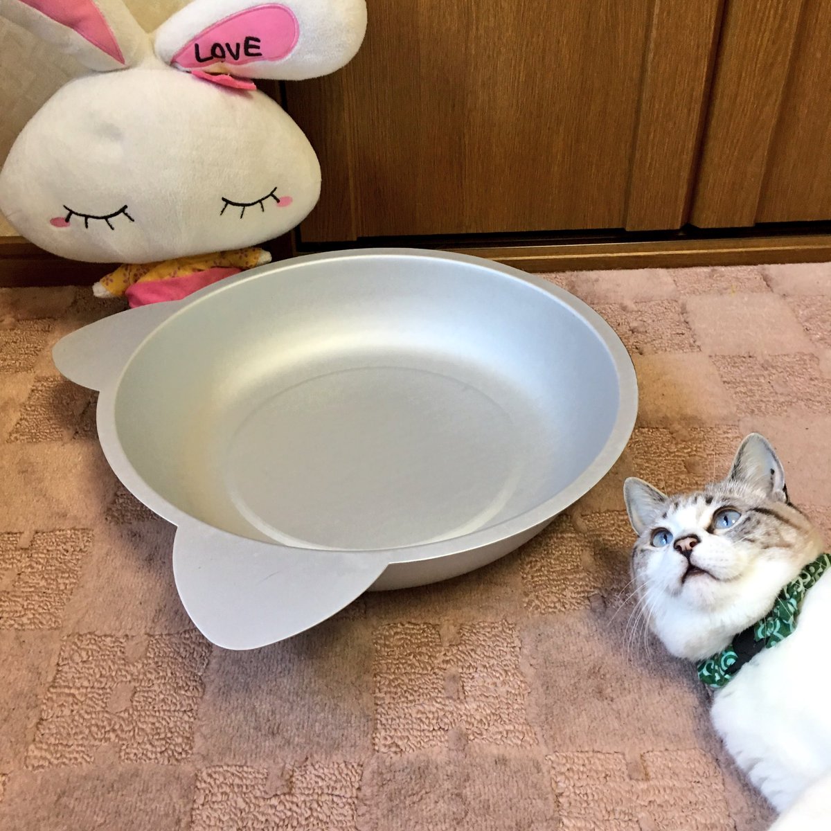 tsumuginyan's tweet photo. お鍋にお入りください❣️ニャ❓
とこんっ❣️
いい感じニャ〜❣️
美味しそう❣️ヒエ〜〜💖 https://t.co/WOwGxJjR6D