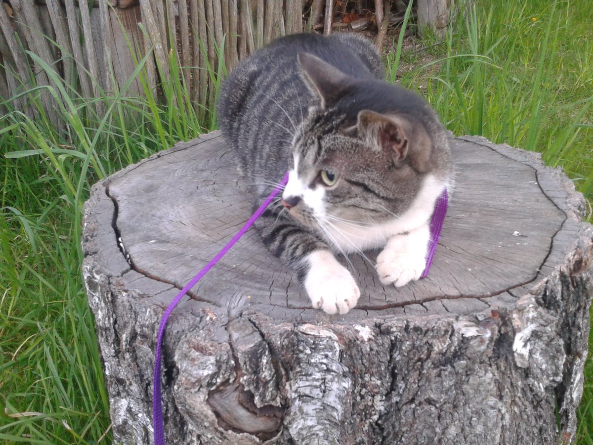 WickerHandmade's tweet photo. Spend time at our garden. Stela love sand, play at them.
#WickerCat #WickerHandmade #DifferenceMakeUs
https://t.co/068pcRh8JB https://t.co/jKrKJPElVV