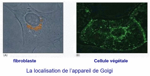 Biofaculte's tweet image. Appareil de Golgi : Structure, compostions et rôle