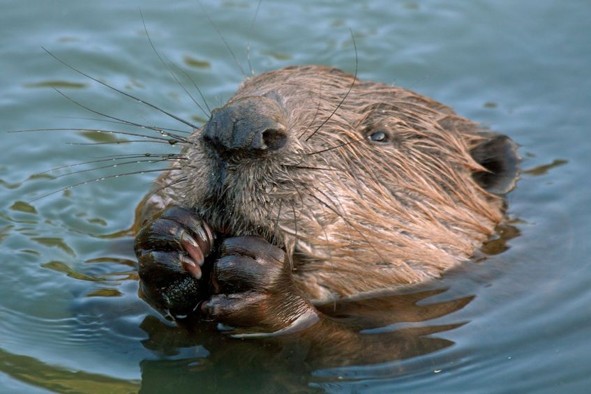 pumpcouk's tweet photo. Cornish farmer to release beavers in attempt to tackle flooding.

Read more: https://t.co/pH1flMHRdw

#farming #floods https://t.co/SsdcC4FzxH