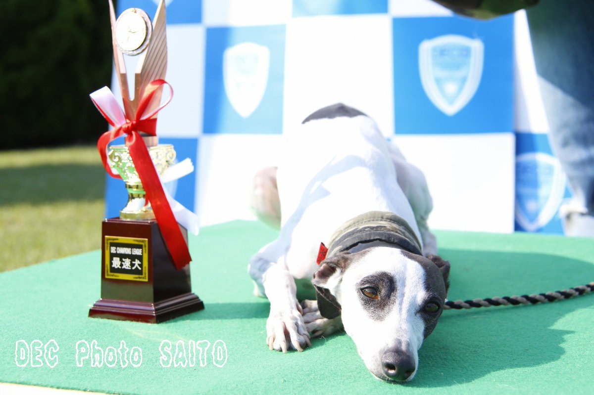 dogeventclub's tweet photo. ■ #DECCL × #学わん祭 #2017
#ドッグタイムレース #チャンピオンズリーグ 午後のイタグレ限定戦では満員御礼のトーナメントの中で勝ち進み優勝したのは…イタグレのアンちゃんでした!!
おめでとうございます( ^-^)ノ∠※。.:*:・'°☆ https://t.co/KJGQC4HwYX