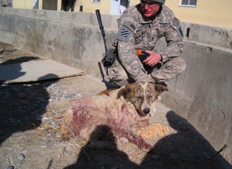 Rocky, a stray dog in Afghanistan heroically saved US soldiers from a suicide bomber. He survived & was taken home from a soldier he saved🐾