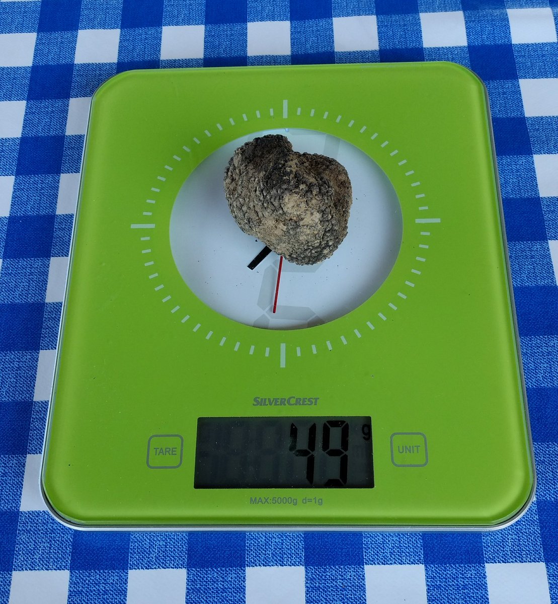 ST_TravelMag's tweet photo. Hunt the truffle, shave the truffle, eat the truffle. One of Italy's tastiest afternoons, with Natale, Giorgio and @PiedmontFoodWin https://t.co/5lp19OZUDr