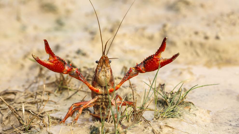 Las consecuencias de introducir especies en hábitats naturales que no son los suyos dlvr.it/PG2WzL