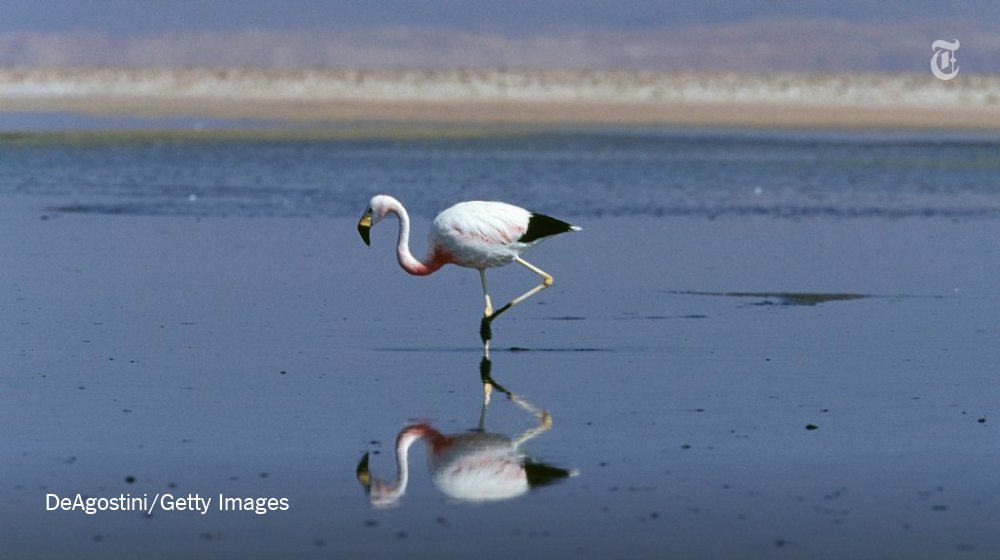 The science behind the flamingo's one-legged stance nyti.ms/2rq20b8