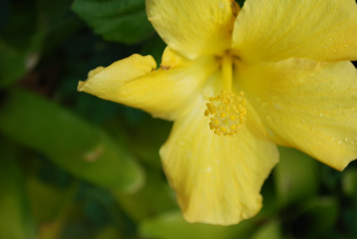 ヒロ福地 Yellow Hibiscus 12 英語でハイビスカス ブラッケンリッジー ハワイ語でマオ ハウ ヘレ 黄色のみのハイビスカスがハワイの州花 なお ハイビスカスもわずかな固有種があるだけで ほぼ外来種 Doleplantation ヒロのハワイ写真