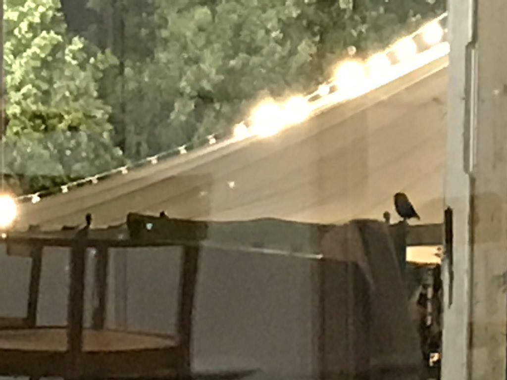 mattlody's tweet photo. Saw this twit (twoo) at the @hayfestival when all was quiet and still.... Even the wildlife can't stay away #owl https://t.co/a801SK2uTc