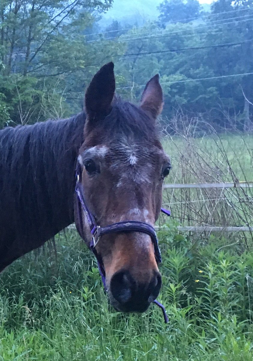 Nolan1Ellis's tweet photo. Hi I'm the"old man"won't you consider helping horses like me♥️PayPal adoptions@srfmail.com I'm 32,standardbred put in subject "help old man" https://t.co/YV2E1sDRSd