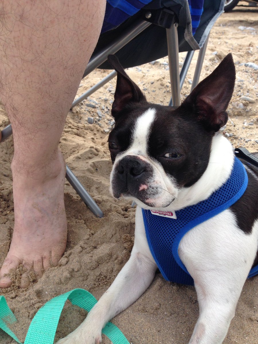 JaxTheBoston's tweet photo. #beachlife https://t.co/6GhPsOzmBj