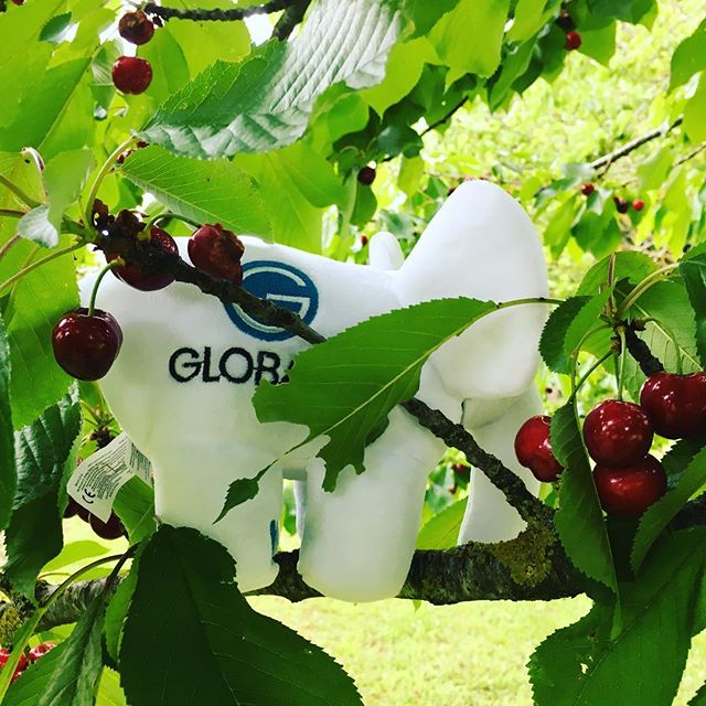 echoglobalis's tweet photo. Premières cerises! 🍒😋 #php #casentlete #cherries https://t.co/zG389Oj3Od https://t.co/s07Q6jaYBQ
