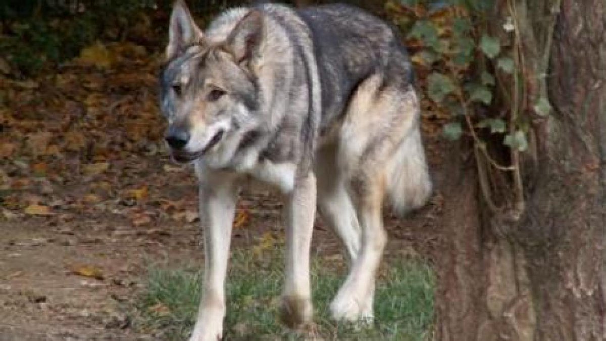 Lunion Lardennais On Twitter La Bête Aperçue à Deux