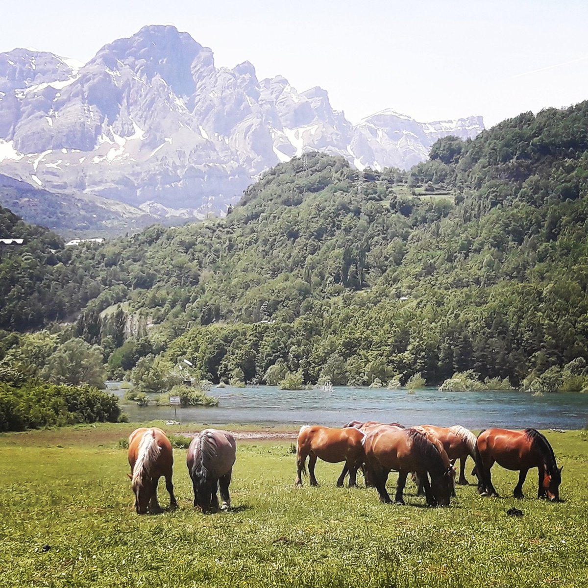 Luzieta_'s tweet photo. Buen día! 🐎
#PueyodeJaca #Panticosa #Partacua #ValdeTena #Pirineo #Yeguas https://t.co/bVPK7tFsNC