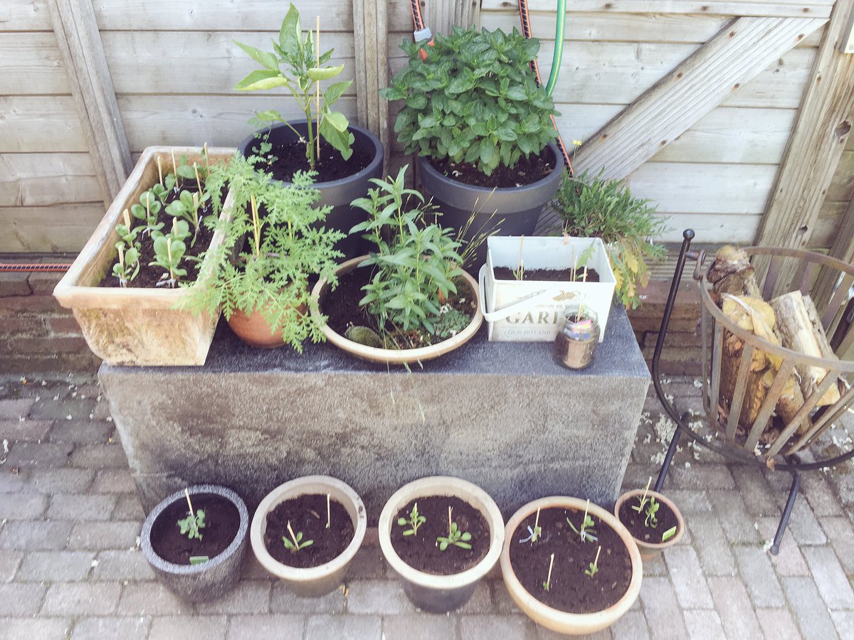 Plant work done for today 🌱