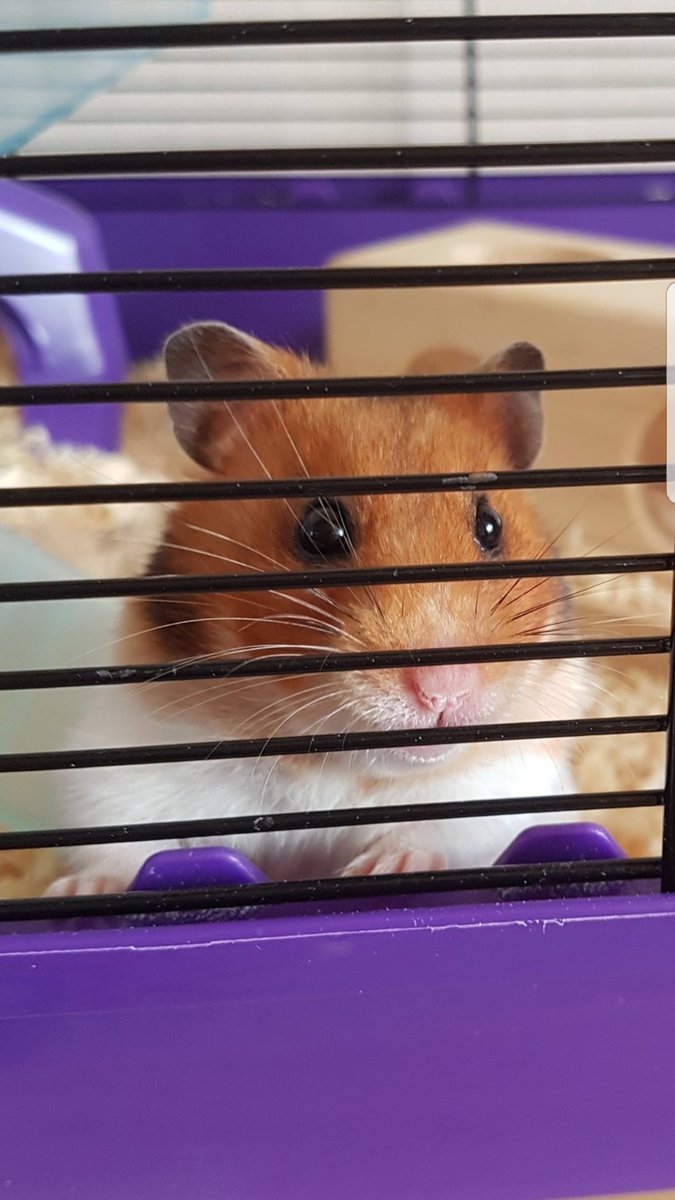 ChatterboxMax's tweet photo. My little munchkin, Luna π
Possibly the most photogenic hamster so a few to choose from but this is my favourite #Vogue #VIPJun2017 https://t.co/czJeZw1k5x