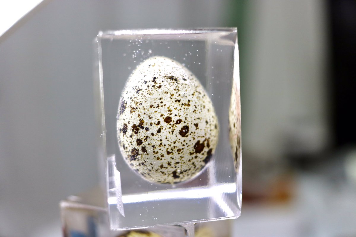 ニケルxp Auf Twitter モンスターのプルタブをキーホルダー化してみた