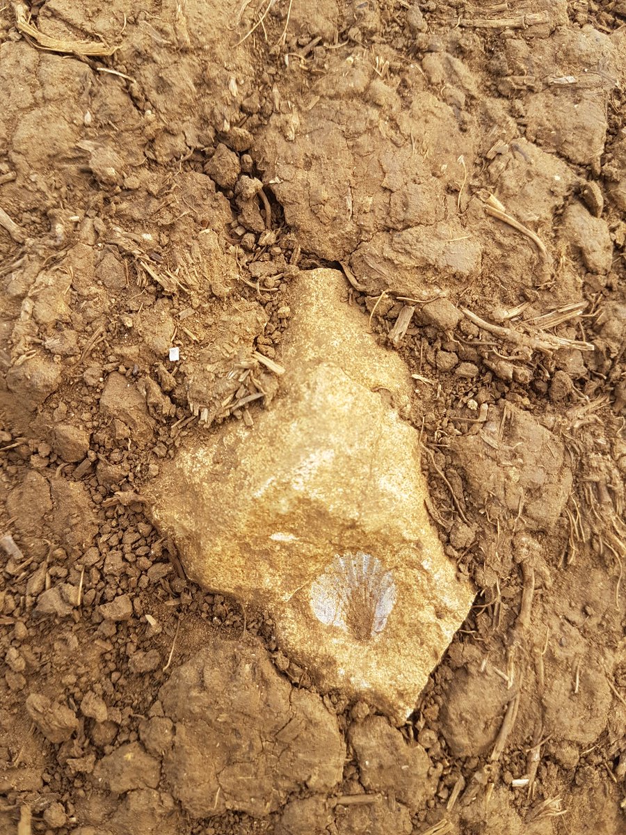 GlosGeoTrust's tweet photo. #shellsunday https://t.co/NYcqZizGBs