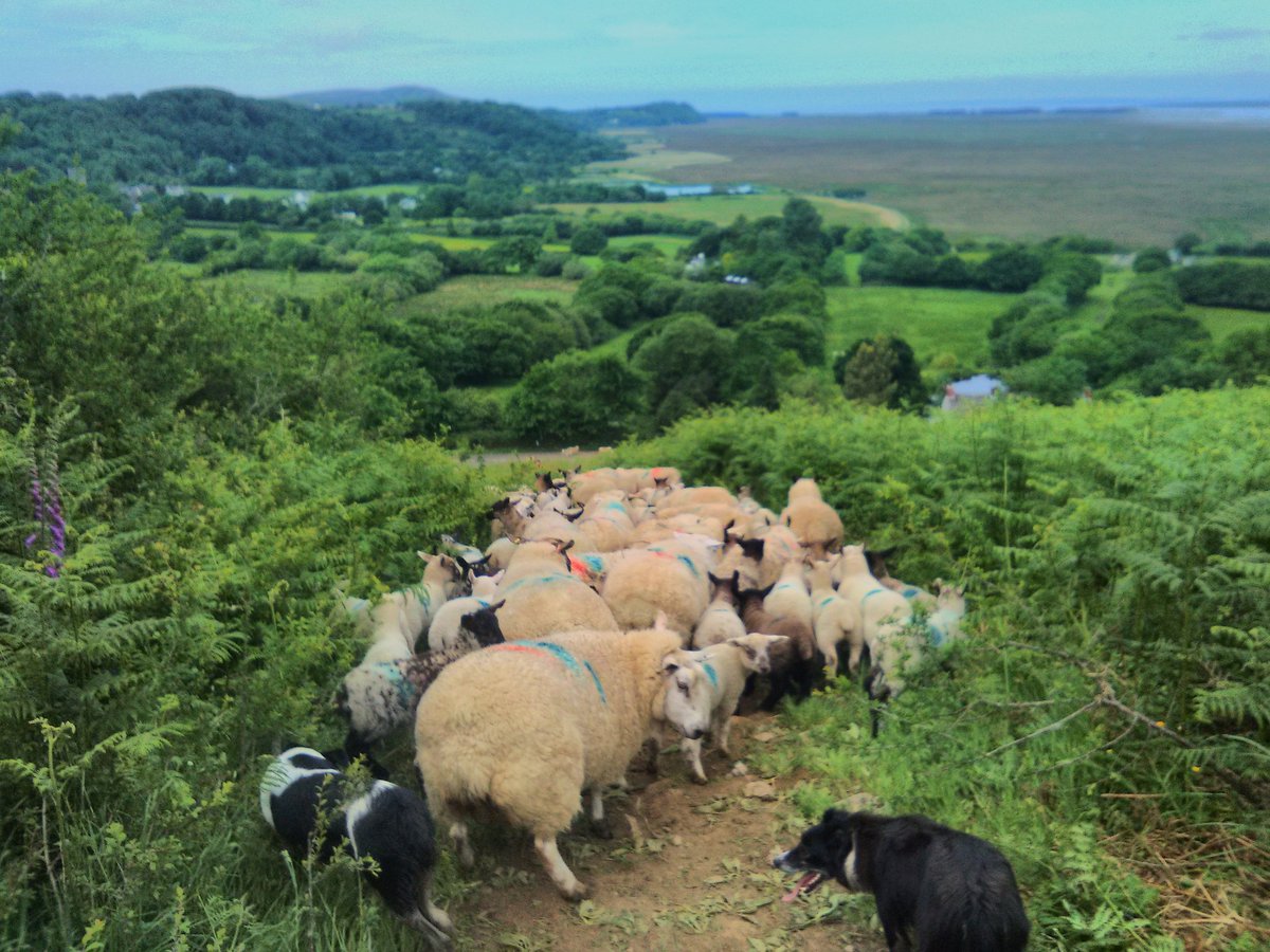 DanGSML's tweet photo. @GowerLamb back to the Marsh after a very high tide. A month out there now before back for shearing @natsheep @lovewelshlamb @sheep_farmers https://t.co/TSyxPgM1GD