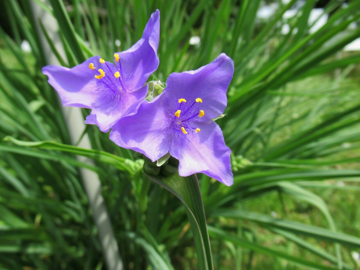 雑草図鑑 準備中 V Twitter 324 ムラサキツユクサ ツユクサ科 北米原産 明治以前渡来 様々の園芸品種があり観賞用にも栽培されるが いたる所に野生化する 在来種のツユクサとよく混同されるが 色も形も違う オオムラサキツユクサという近縁種もあるが