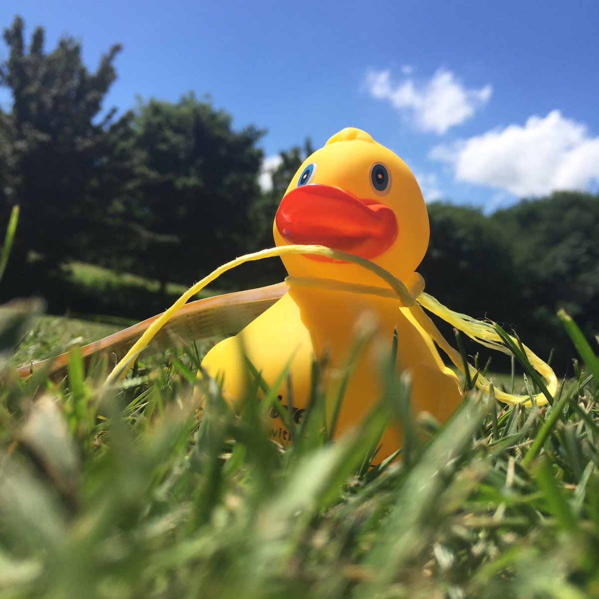 gemmahiggs92's tweet photo. @alivewithideas ducky's trip to the park! On route to meet his feathery friends #ducksalive https://t.co/XfX4zn8j97
