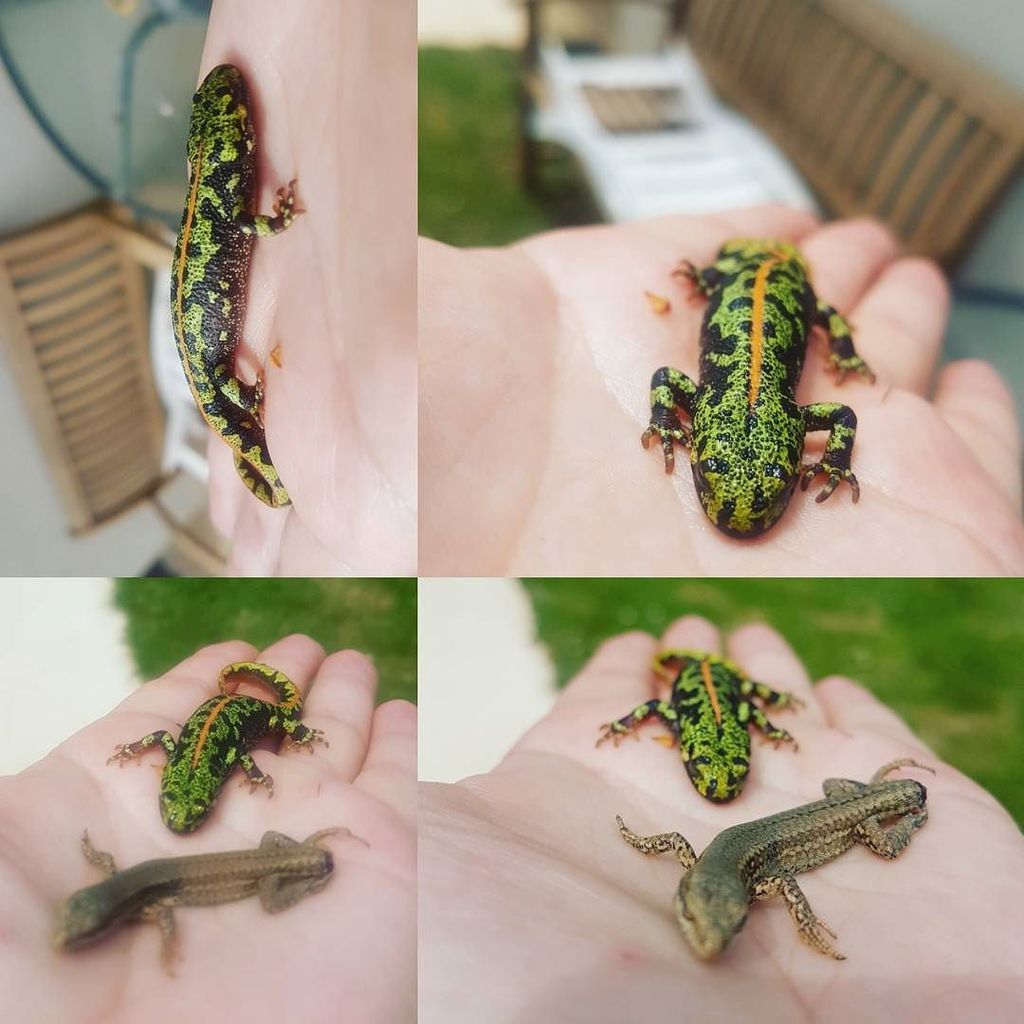 LolliBabyface's tweet photo. Hello little friends #salamander #lizards #poolfriends #sunny #france https://t.co/M0XonmoSI9 https://t.co/biLOloq9om