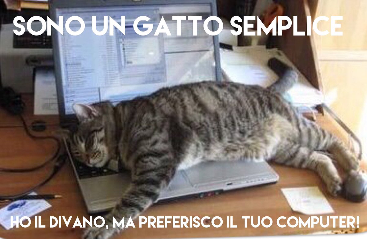HaitekuIT's tweet photo. Mood della domenica! #haitekuishere #startup #innovation #gatto #BuonaDomenica #28maggio #betechnology 🐼💻📲👷🏼 https://t.co/VPKfVTexkn