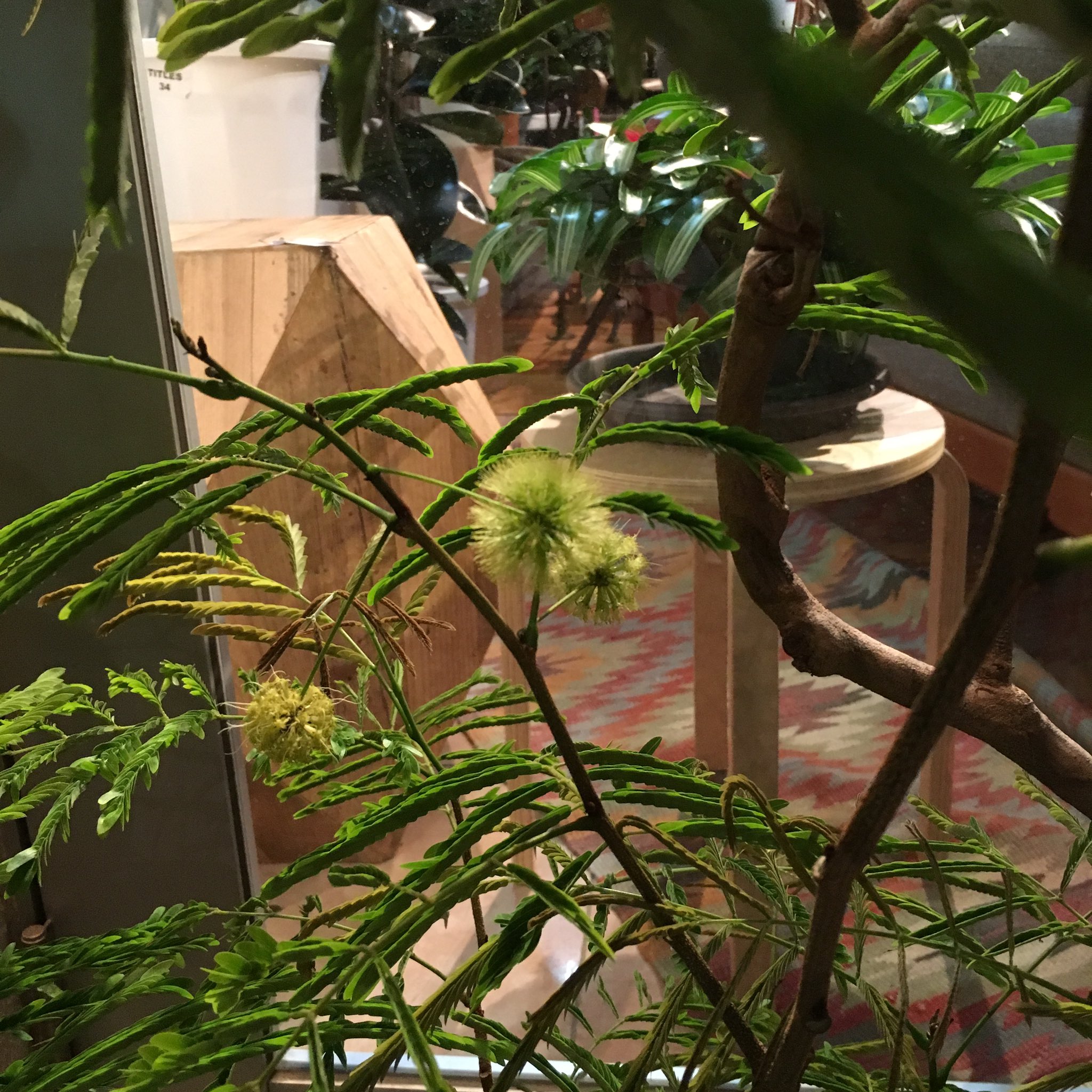 ট ইট র Titles タイトルズ エバーフレッシュに かわいらしい花が 花言葉は胸のときめき わかる気がします 観葉植物 T Co Hkuqwiwwv5 ট ইট র