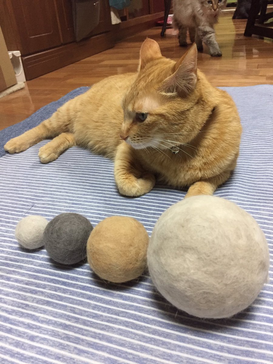 うらこ ねこ好きすぎて辛い Nekotan Hs Hs Twitter うらこ ねこ好きすぎて辛い Nekotan Hs Hs Twitter